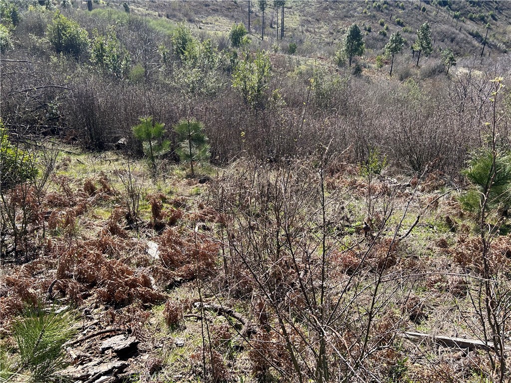 1234 Hog Ranch Road Oroville, CA 95965 - Photo 7 of 21 a view of a forest with a tree