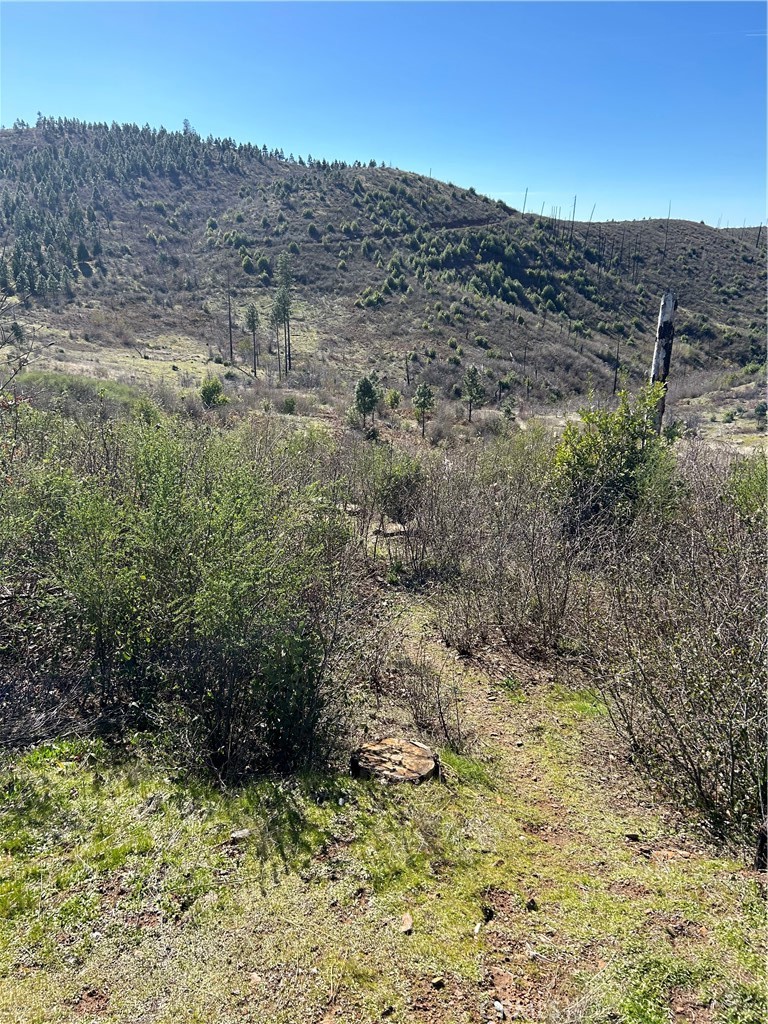 1234 Hog Ranch Road Oroville, CA 95965 - Photo 8 of 21 a view of a bunch of trees and bushes