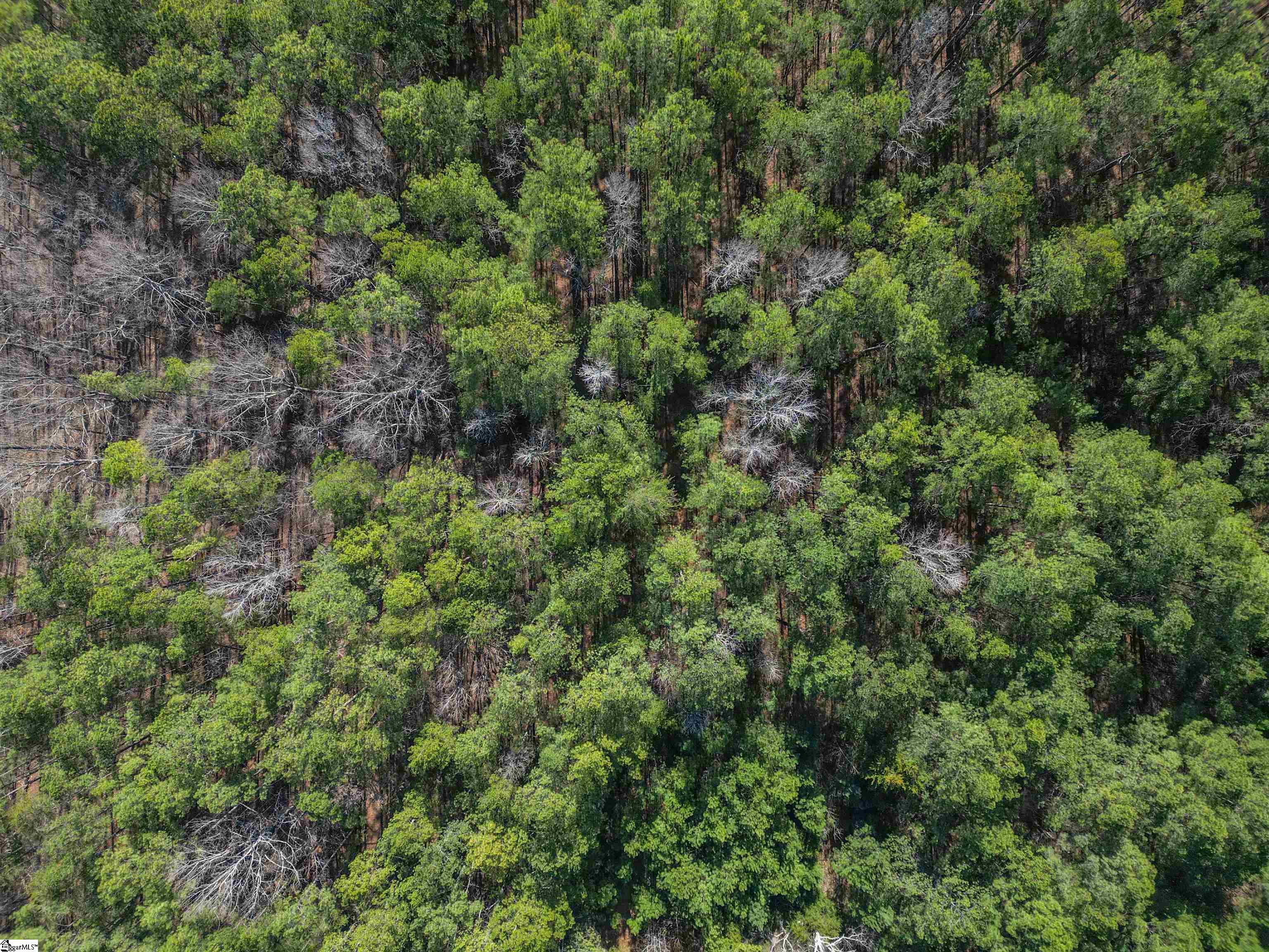Williford Rd Union Union, SC 29379 - Photo 17 of 21