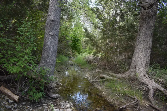 a view of a forest filled with trees