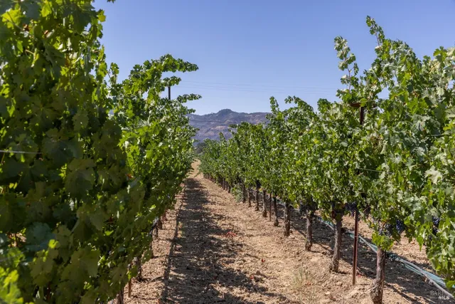 a picture of flowers