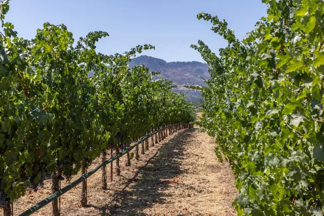 a view of a pathway with a tree