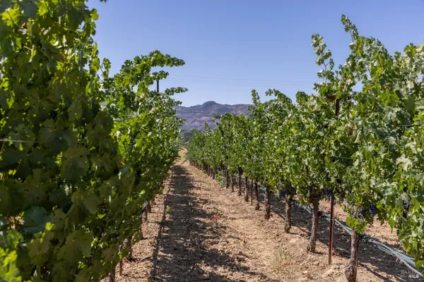 a picture of flowers