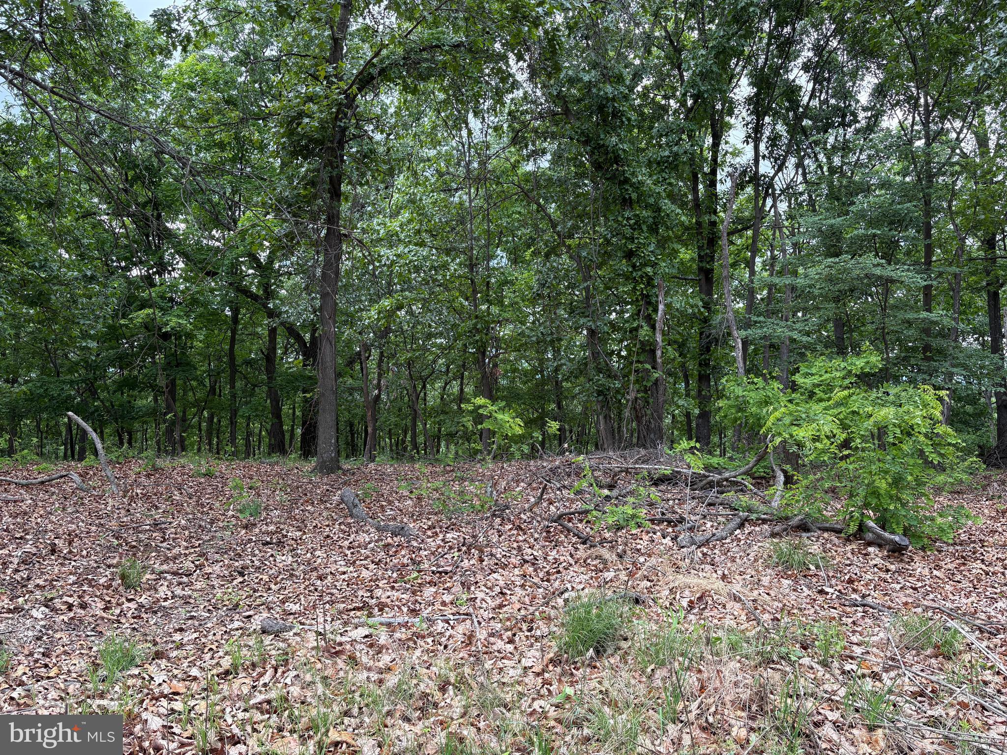 40.15-ac Middle Ridge Road Burlington, WV 26710 - Photo 35 of 47