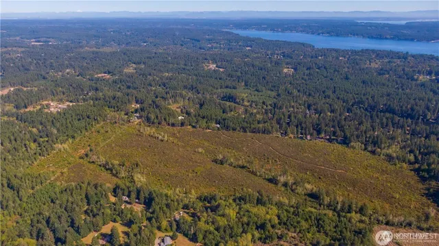a view of a lush green forest with lots of trees