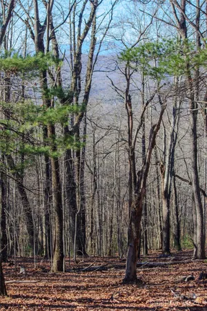 a view of a backyard with large trees