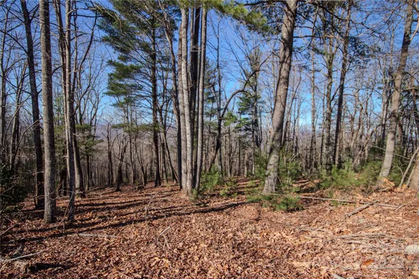 a view of outdoor space with large trees