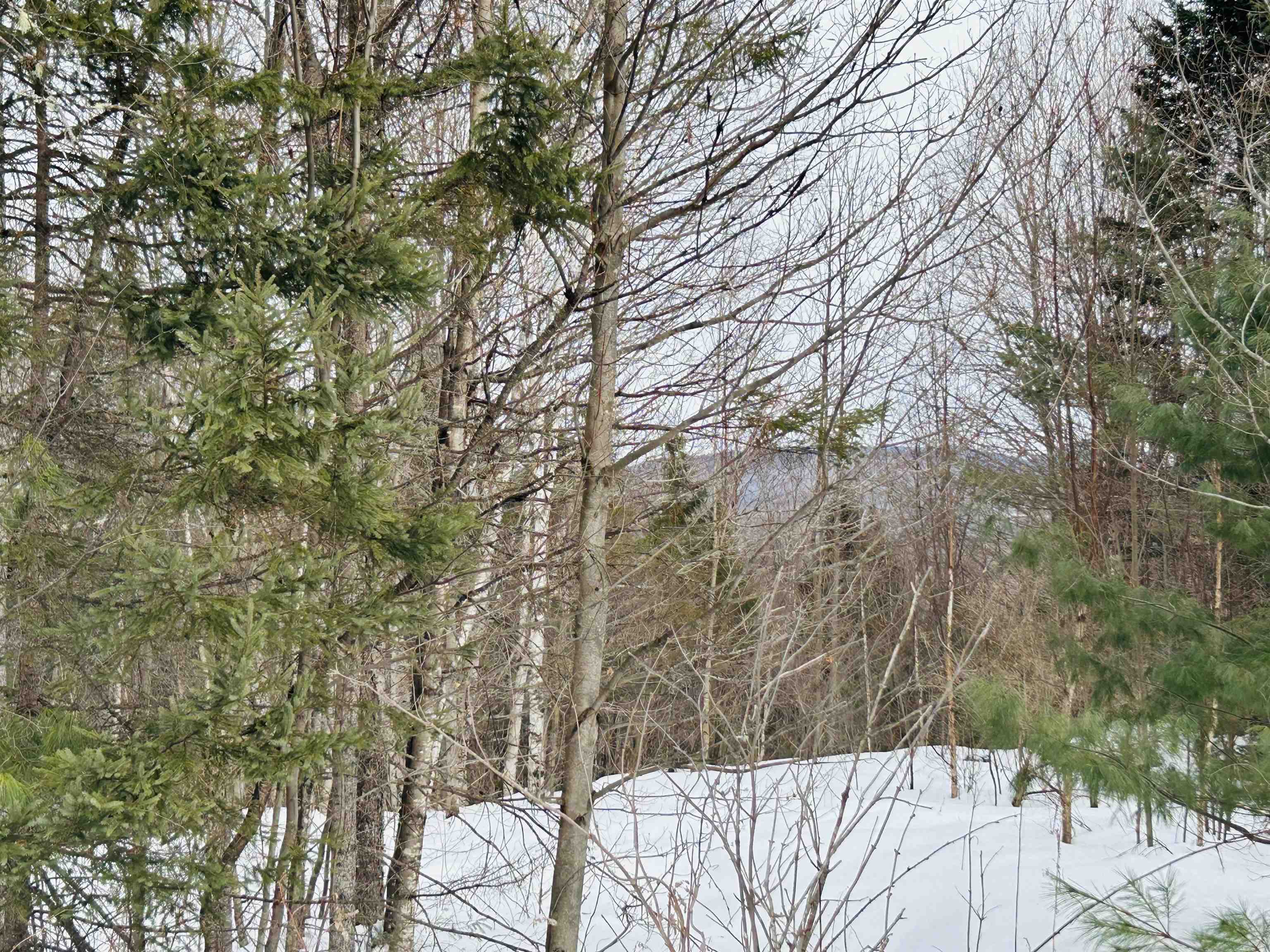 Lot 15 Holbrook Hill Road Stratford, NH 03590 - Photo 3 of 17