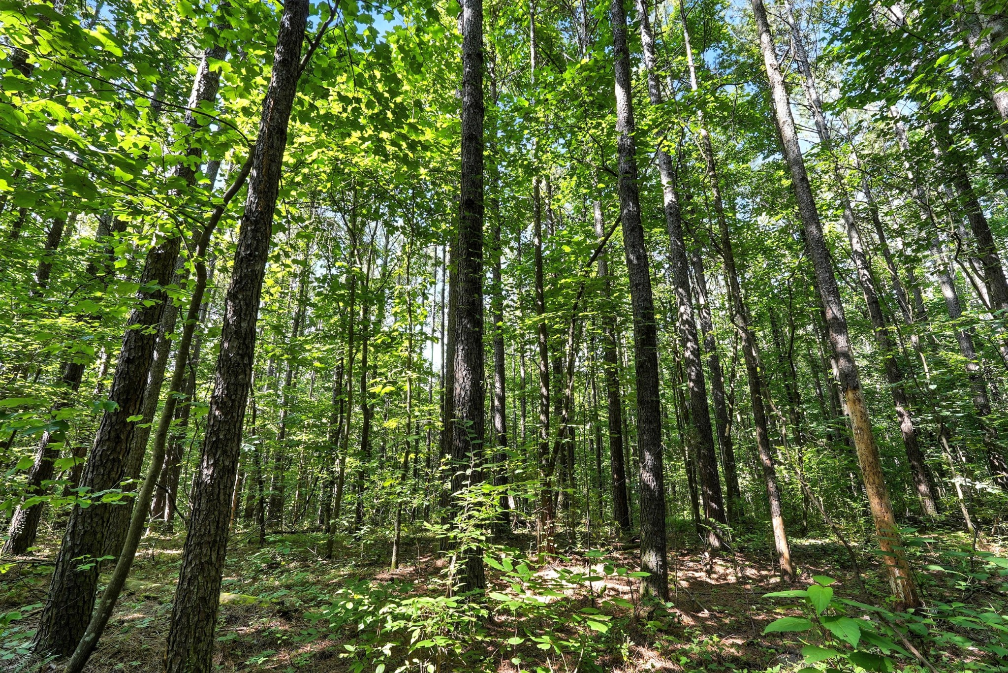 0 West Hollow Road Goodspring, TN 38460 - Photo 11 of 99