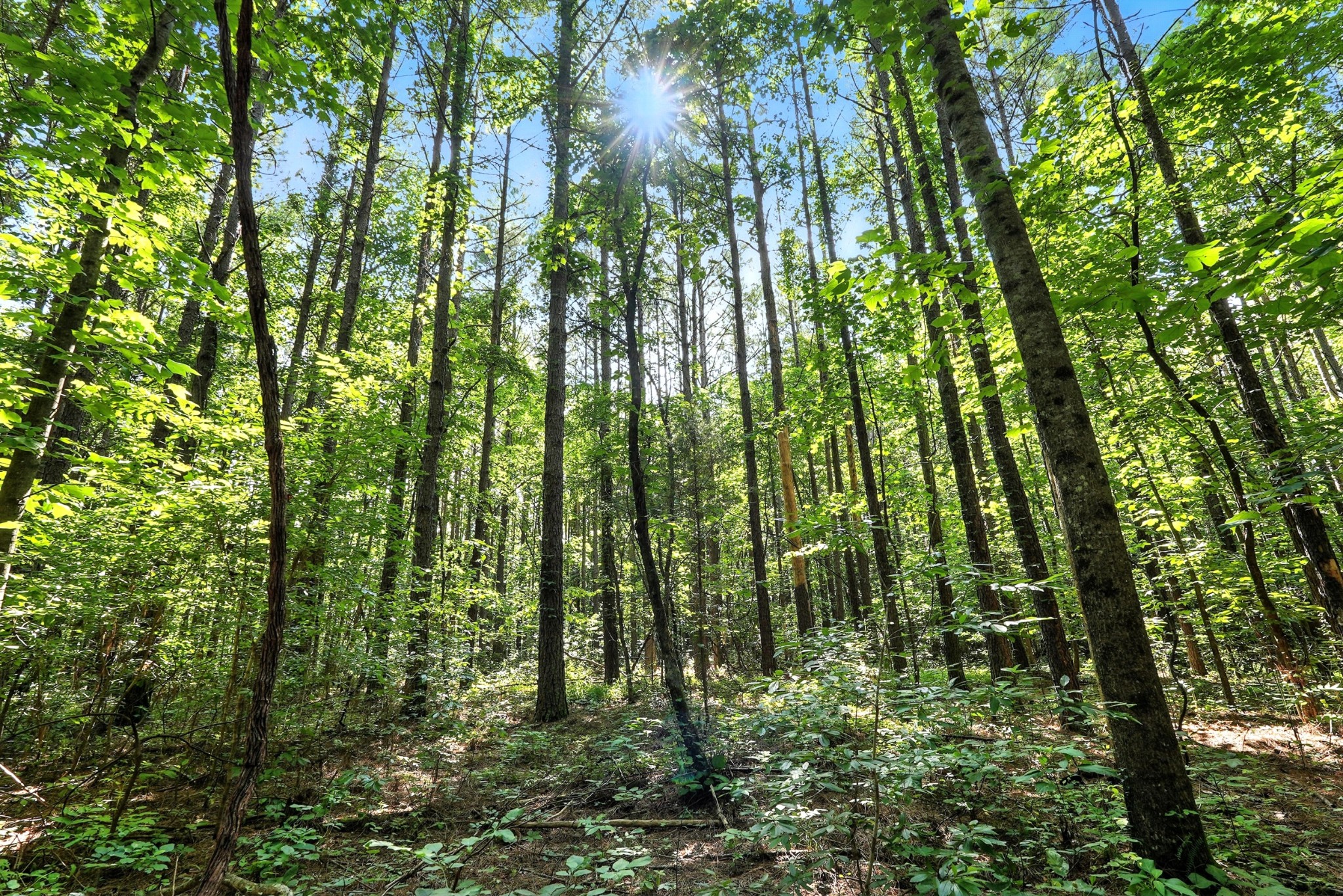 0 West Hollow Road Goodspring, TN 38460 - Photo 22 of 99