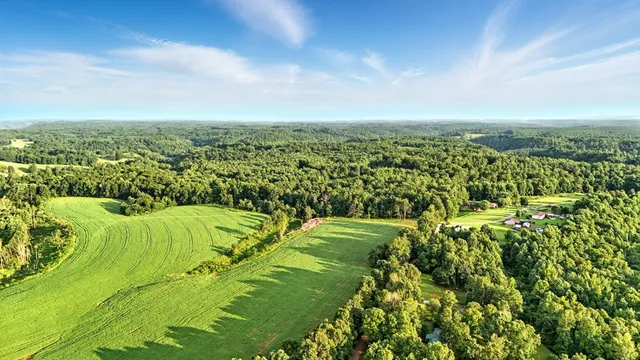 a view of a big yard with plants and large trees