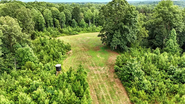 a view of a yard with large trees