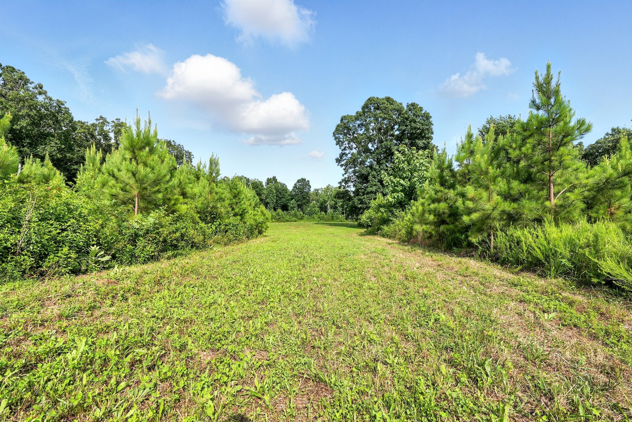 0 West Hollow Road Goodspring, TN 38460 - Photo 45 of 99 a view of a yard with a tree