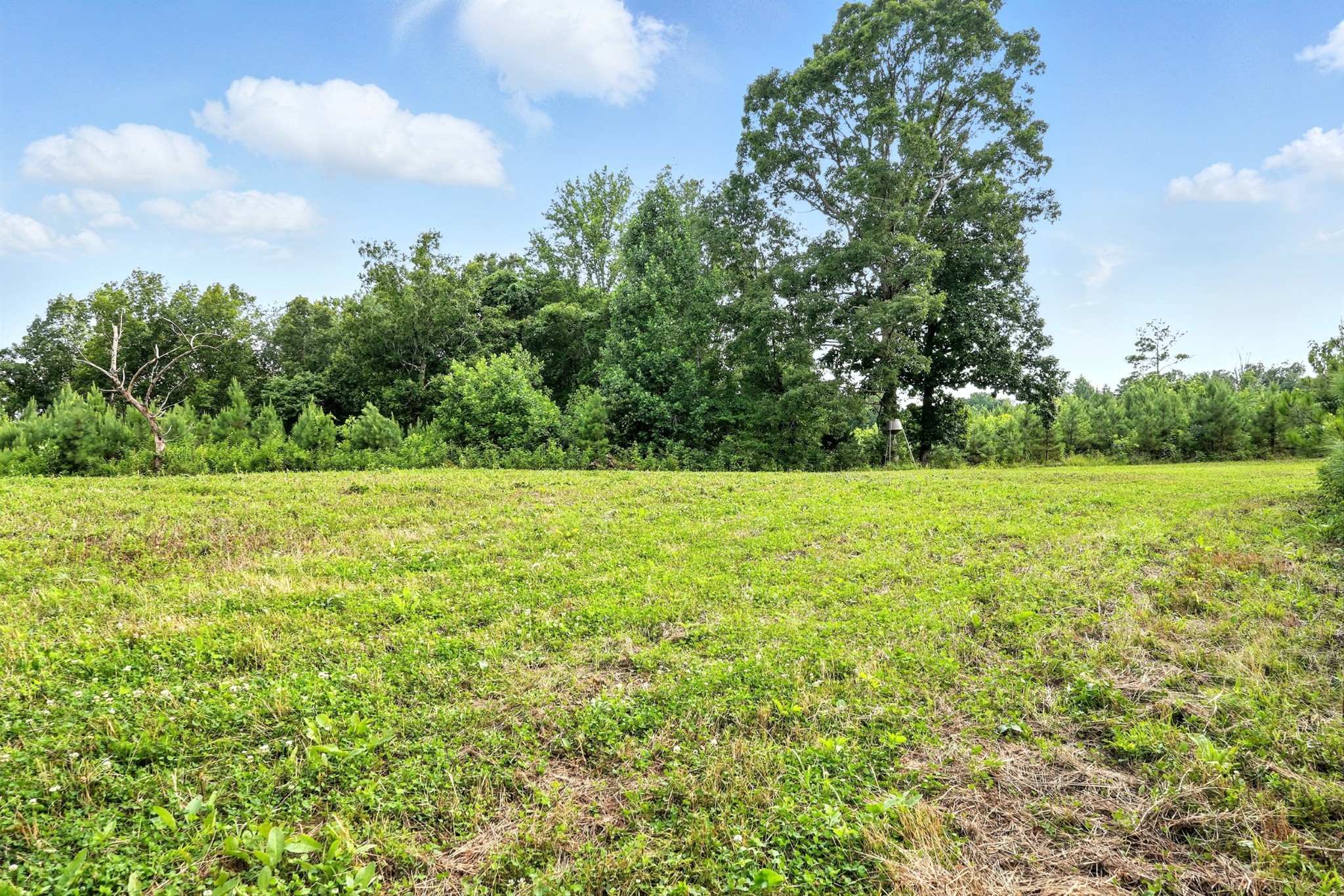 0 West Hollow Road Goodspring, TN 38460 - Photo 48 of 99 a view of a field with an trees in the background