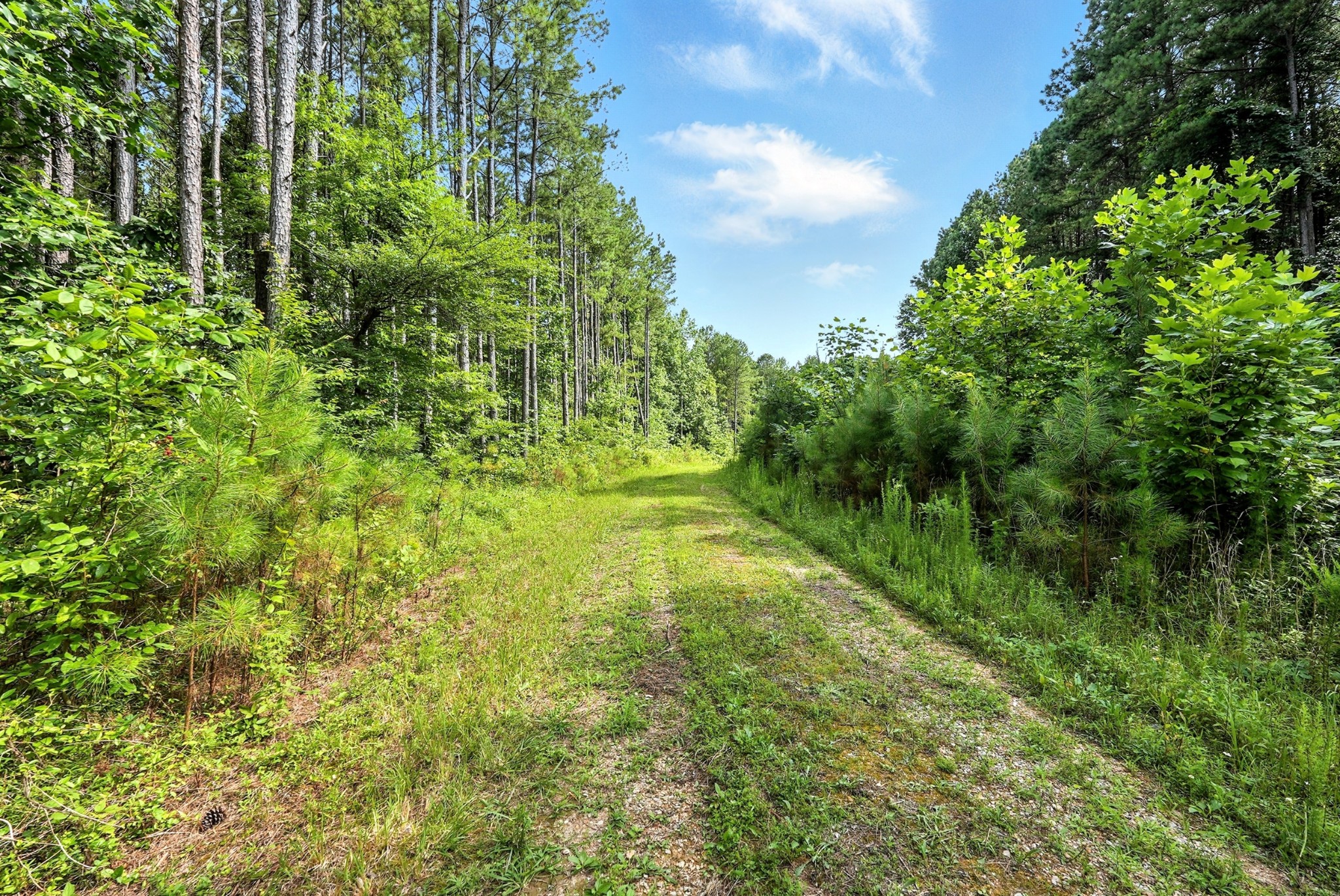 0 West Hollow Road Goodspring, TN 38460 - Photo 49 of 99 a view of a yard