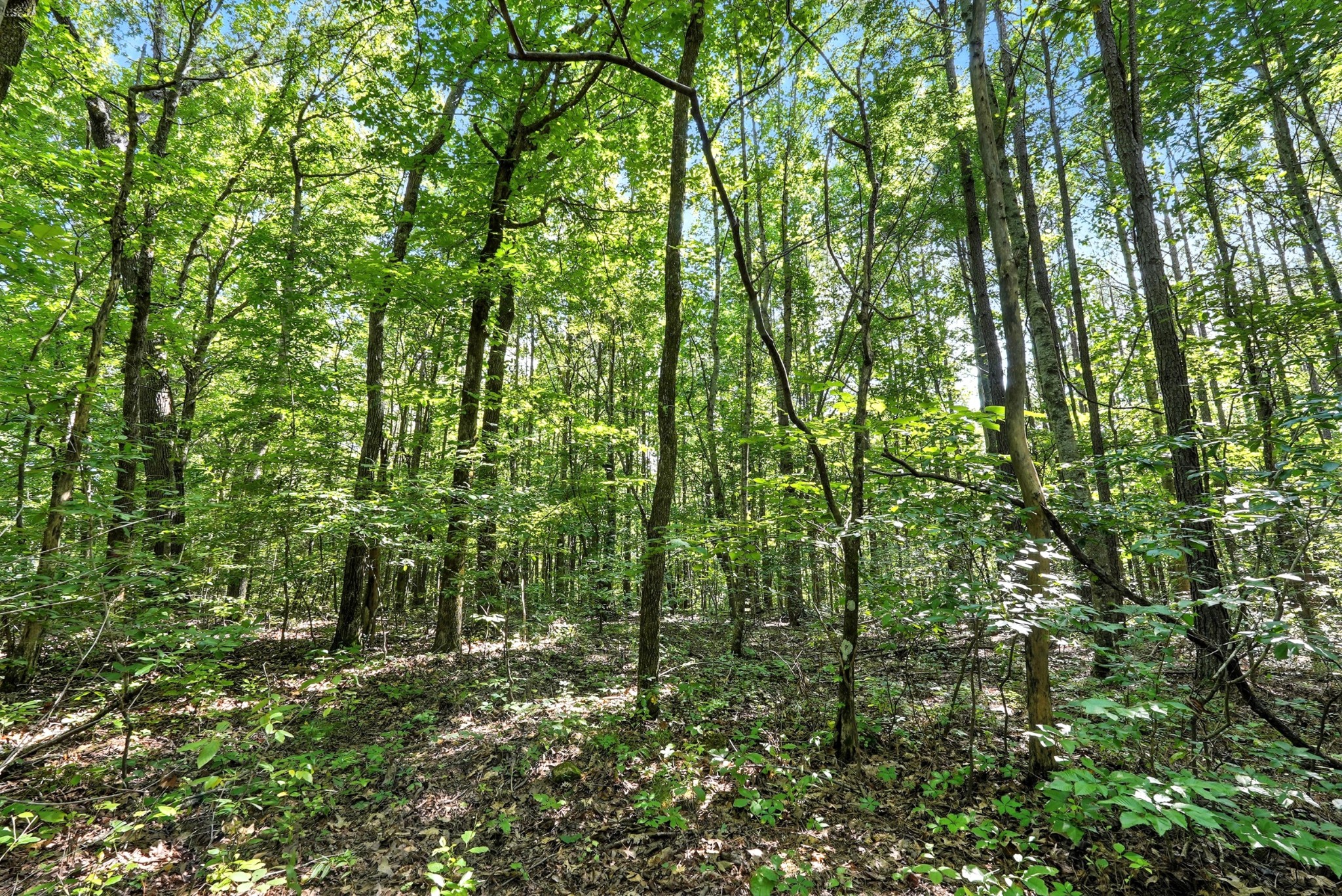 0 West Hollow Road Goodspring, TN 38460 - Photo 51 of 99