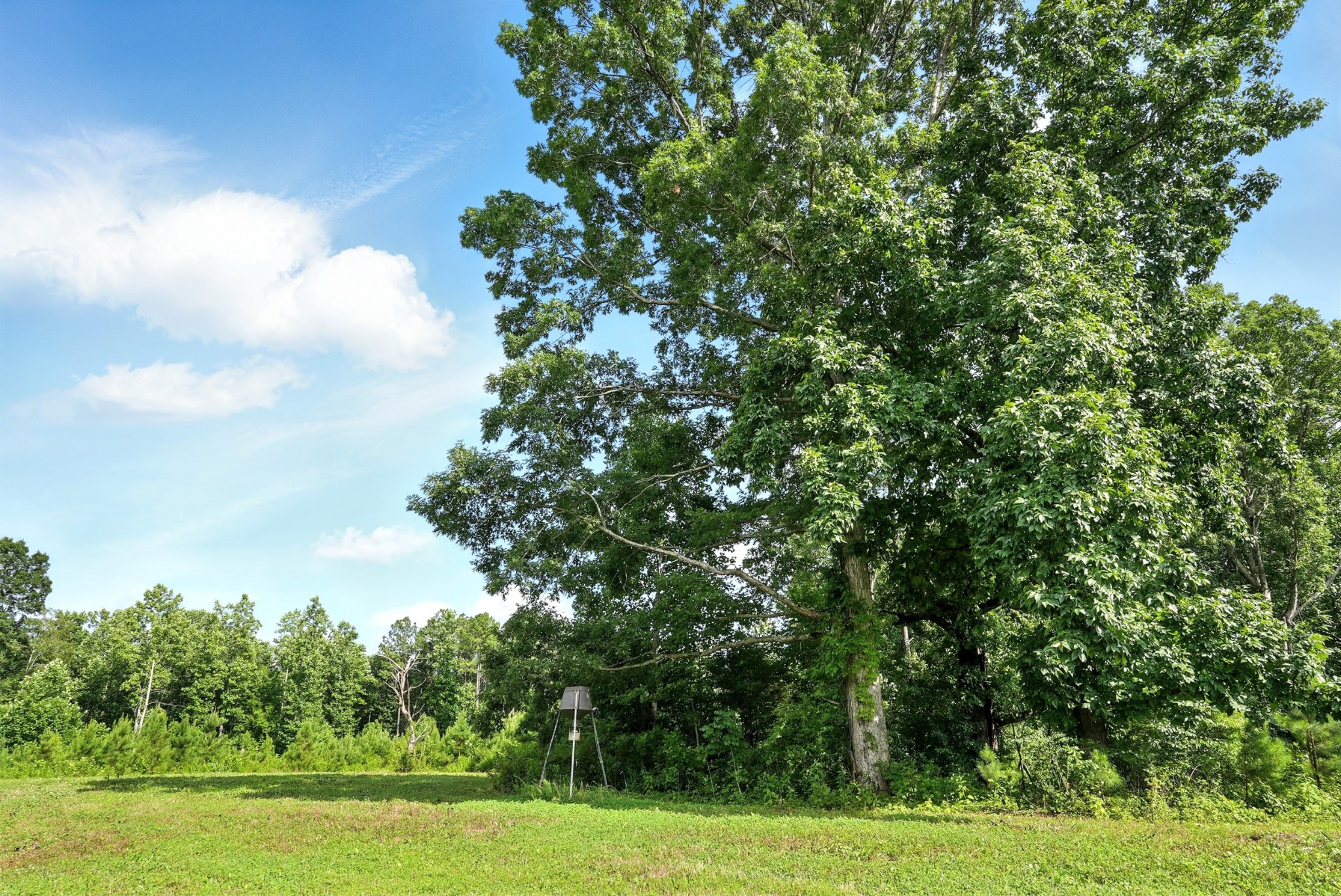 0 West Hollow Road Goodspring, TN 38460 - Photo 56 of 99 a view of a yard with a tree