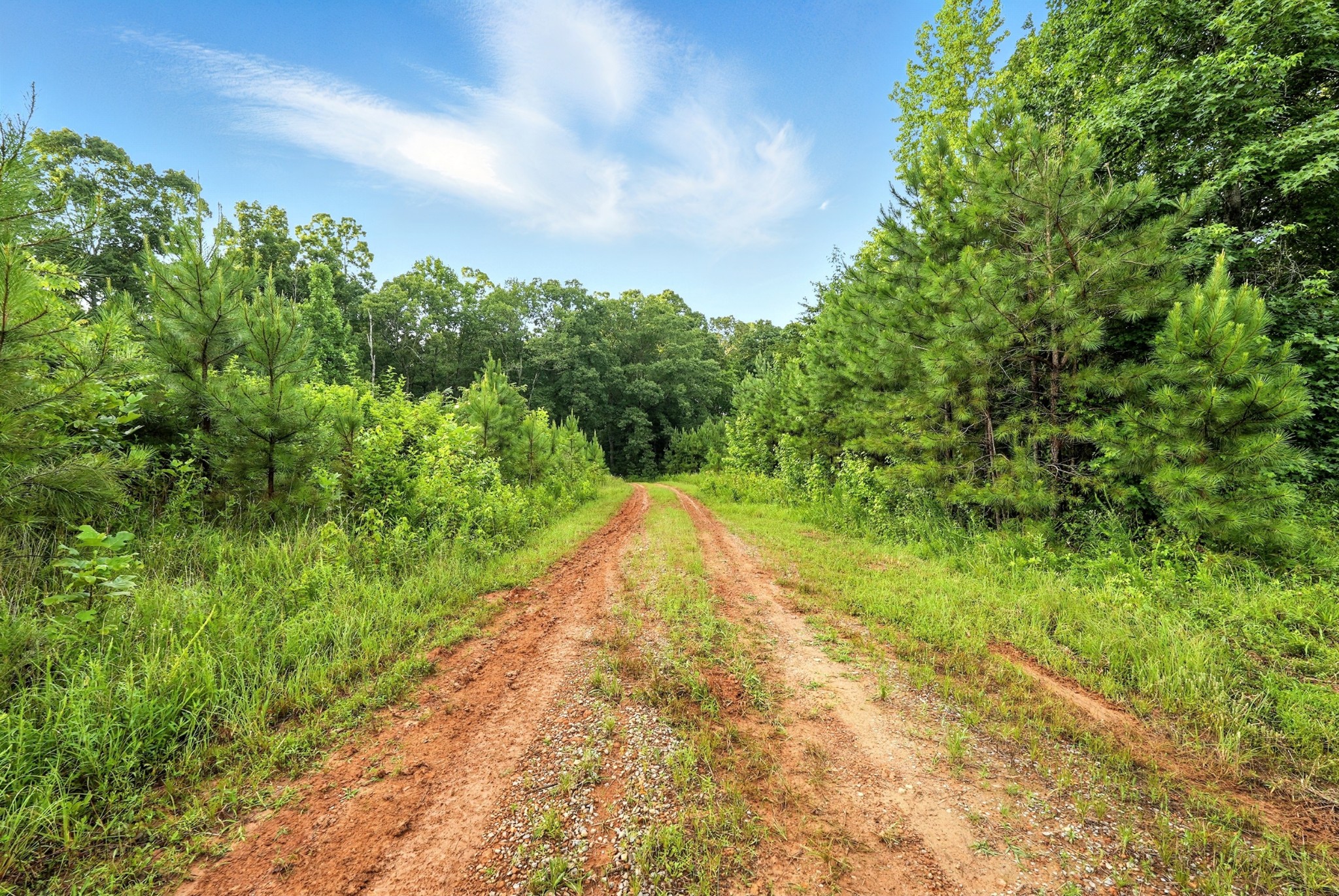 0 West Hollow Road Goodspring, TN 38460 - Photo 58 of 99 a view of a yard with plants and large trees