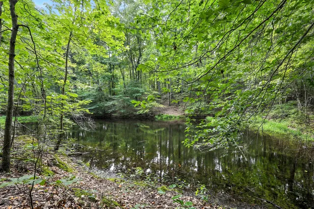 a view of a forest with a lake