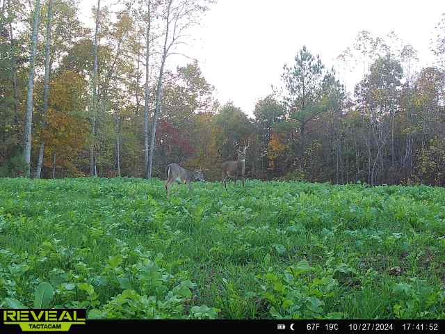 0 West Hollow Road Goodspring, TN 38460 - Photo 77 of 99 a view of a yard with large trees