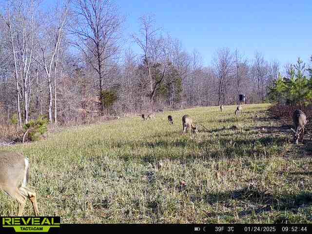0 West Hollow Road Goodspring, TN 38460 - Photo 84 of 99 a view of a yard with large tree