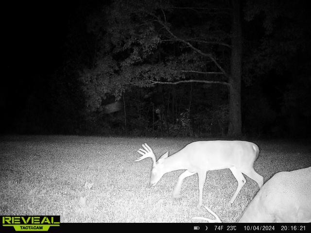 0 West Hollow Road Goodspring, TN 38460 - Photo 88 of 99 a bathroom with a sink toilet and a vanity