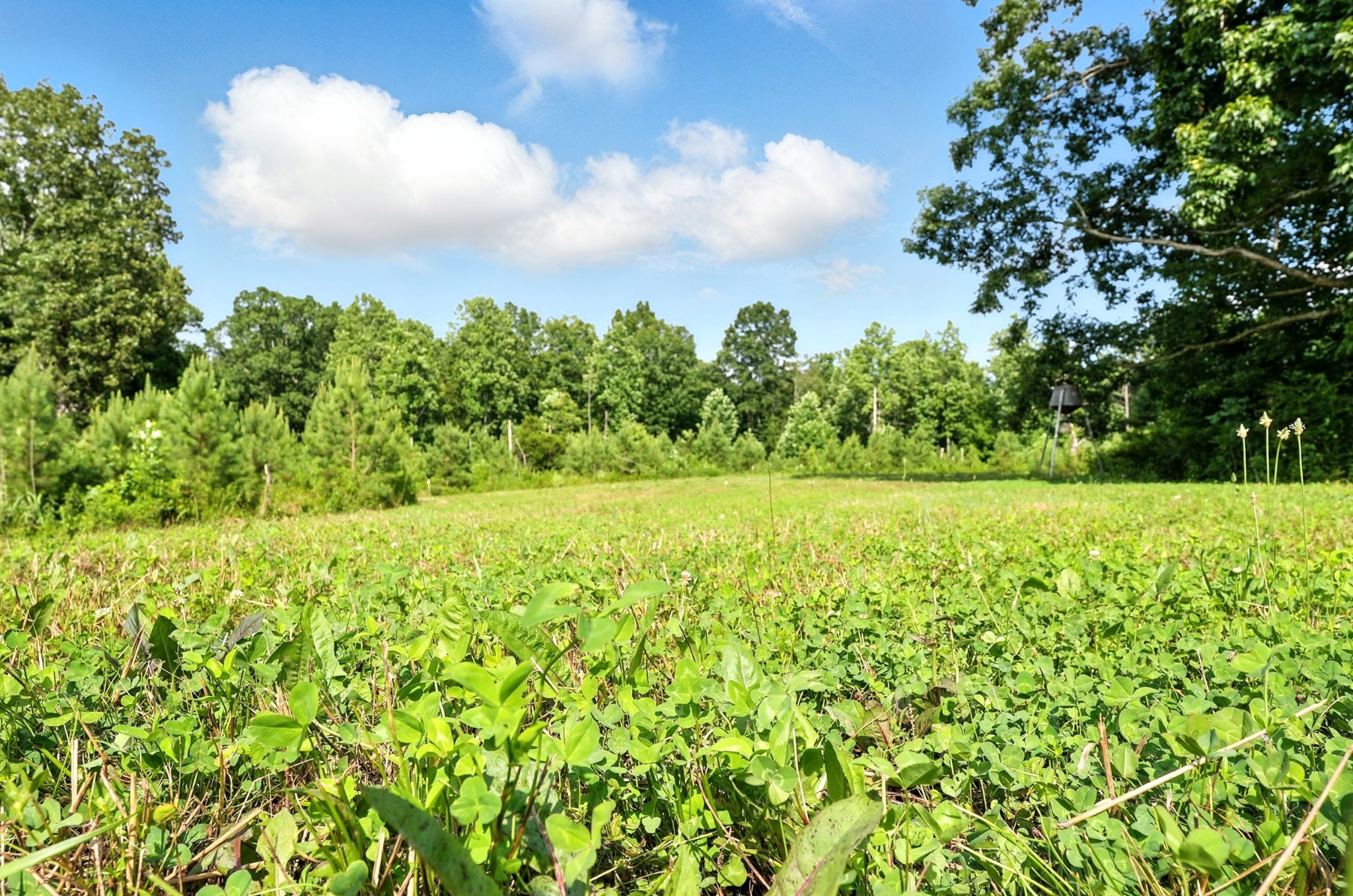 0 West Hollow Road Goodspring, TN 38460 - Photo 9 of 99 a view of a yard with an outdoor space