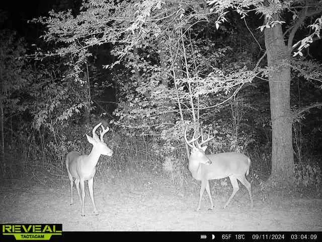 $1,400,000 | 0 West Hollow Road, Goodspring, TN 38460