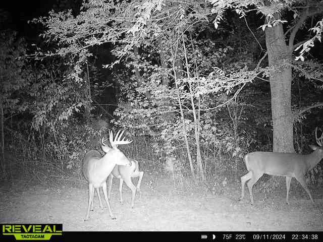 0 West Hollow Road Goodspring, TN 38460 - Photo 94 of 99