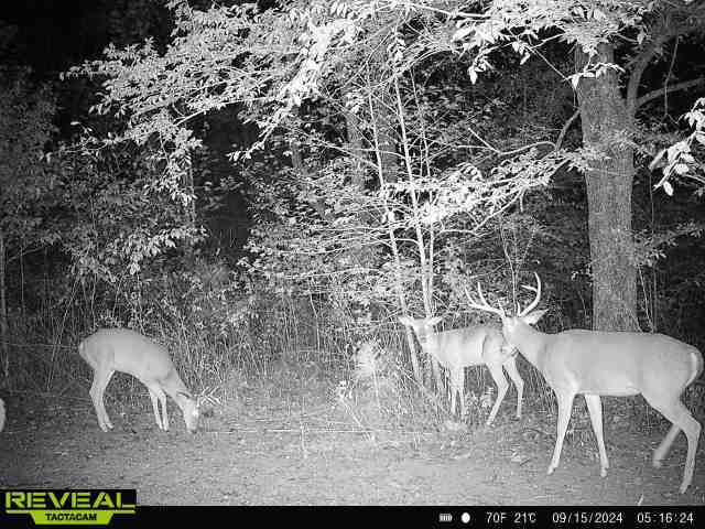 0 West Hollow Road Goodspring, TN 38460 - Photo 95 of 99