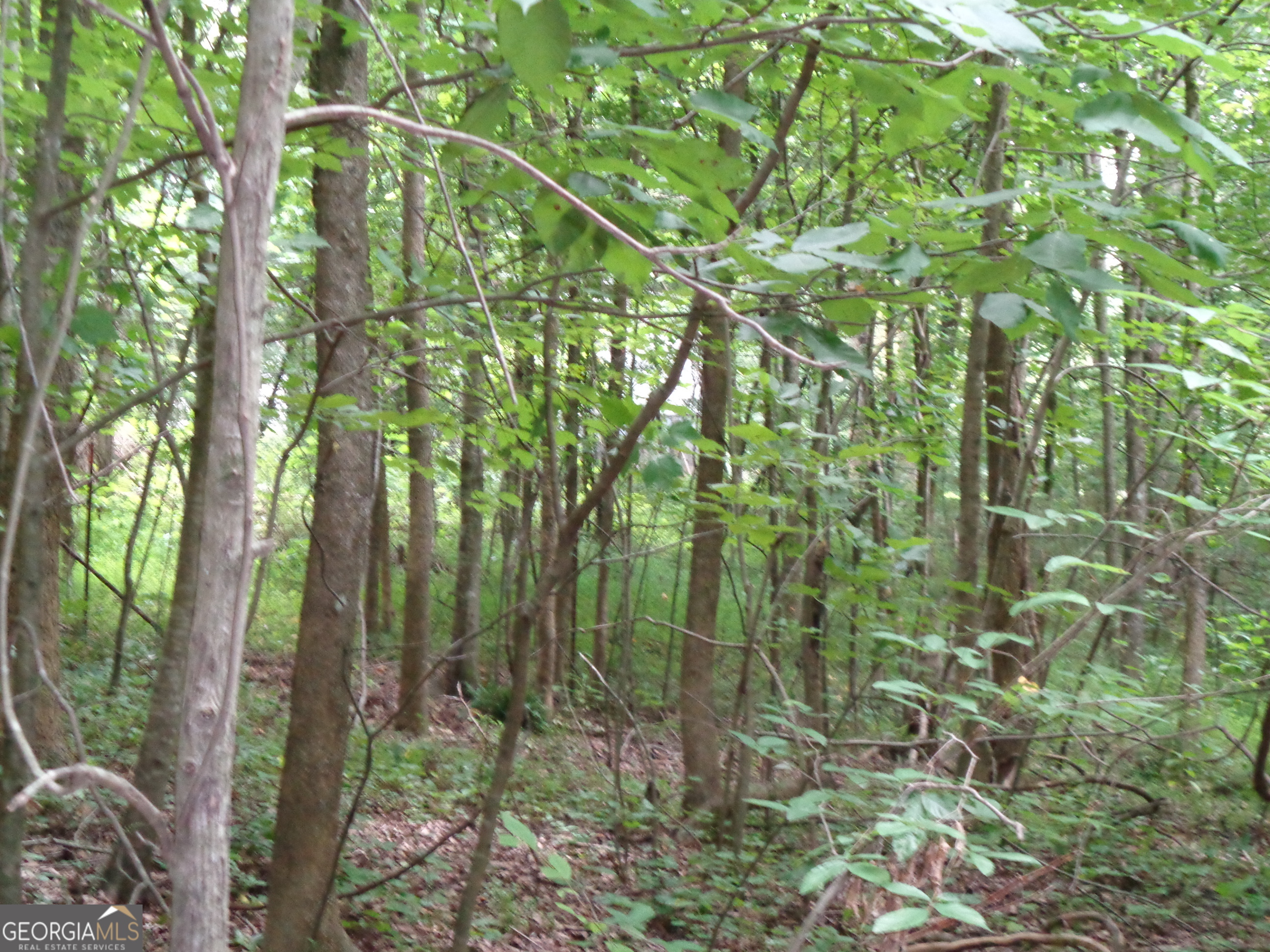 2411 Kesler Road Carnesville, GA 30521 - Photo 33 of 61 a view of a forest