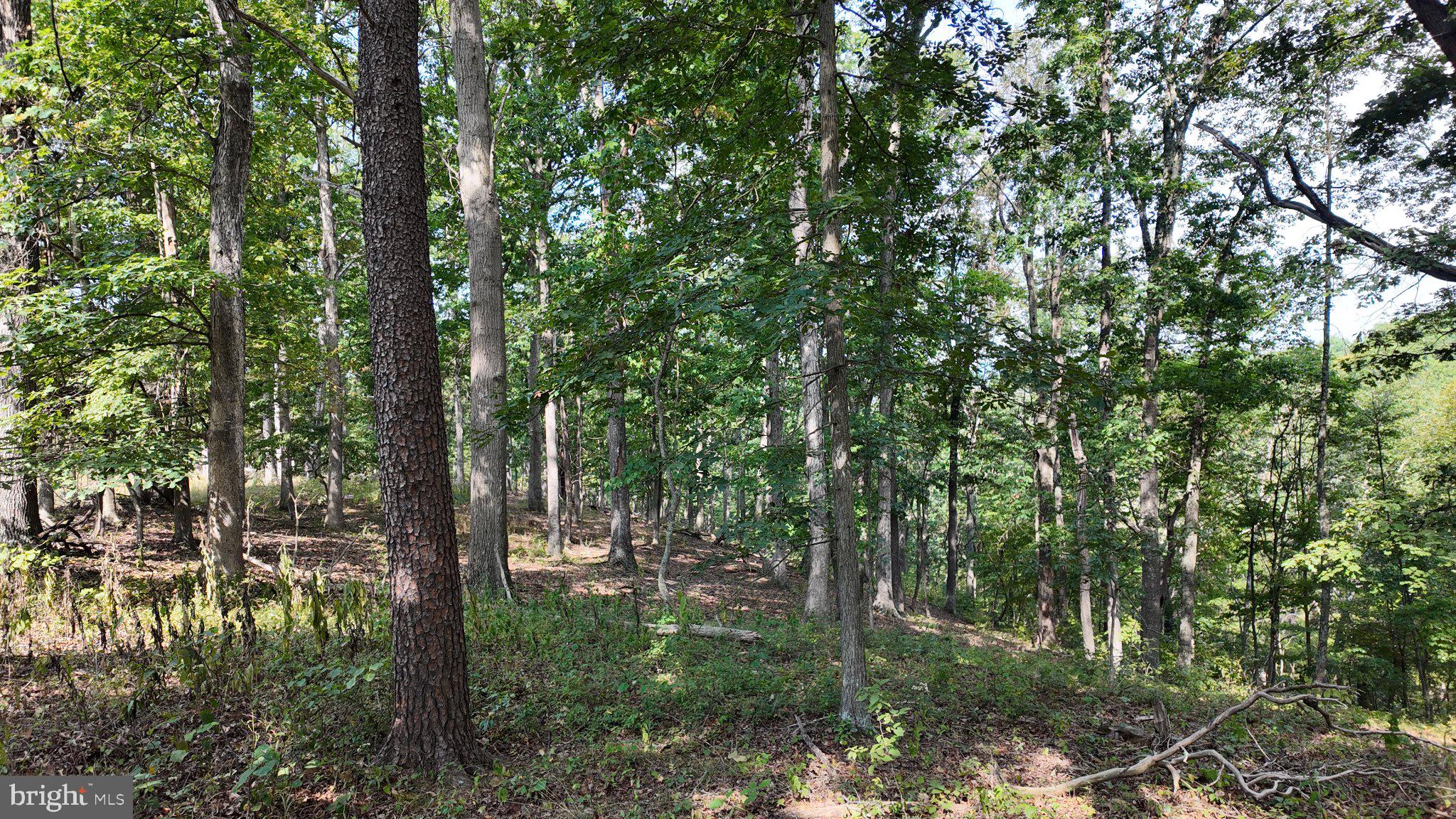 29-acres 29-acres Gaither Road Great Cacapon, WV 25422 - Photo 34 of 45 Gallery Image 34