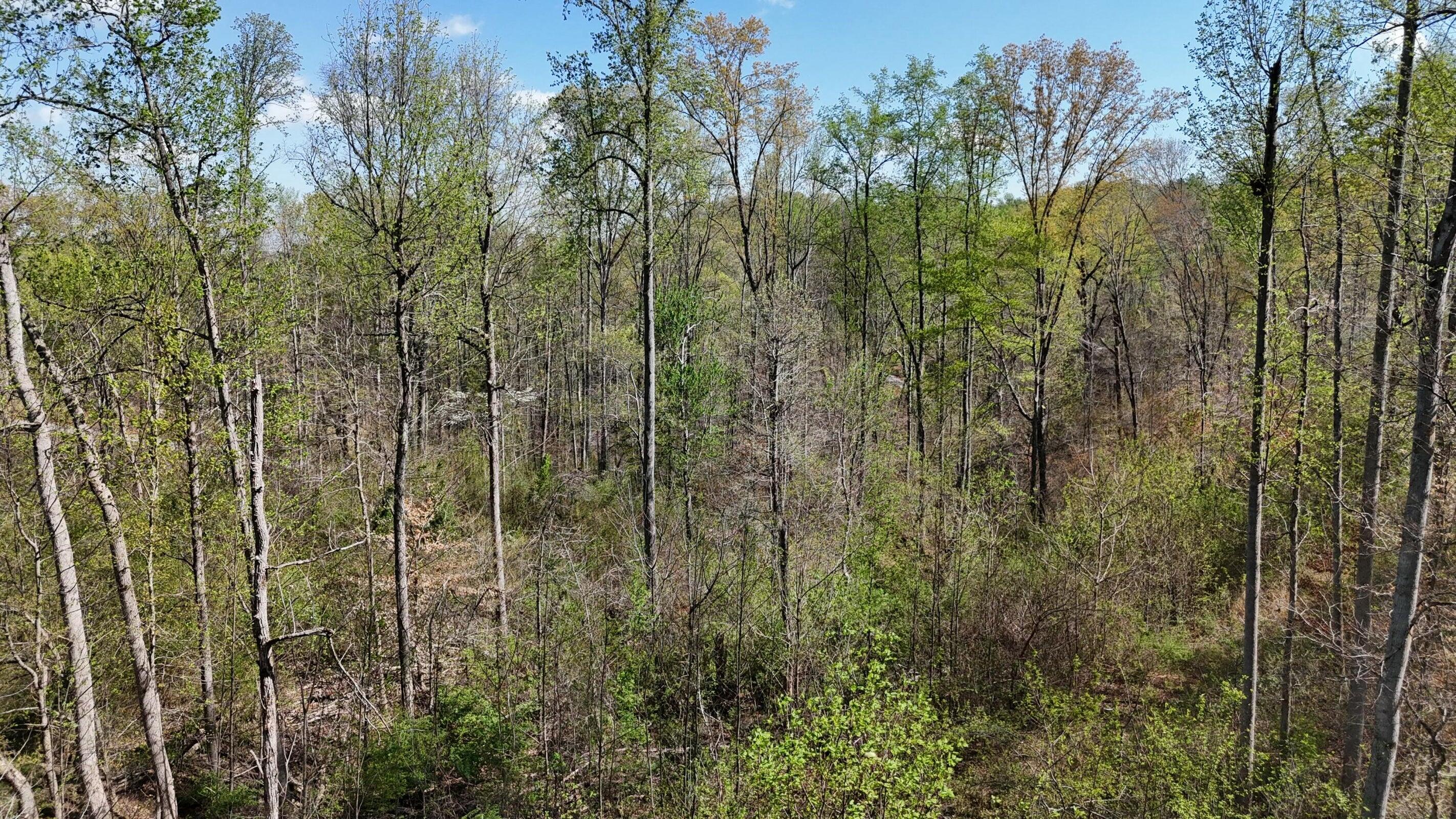 0 County Road 675 Riceville, TN 37370 - Photo 2 of 11 IMG_8329