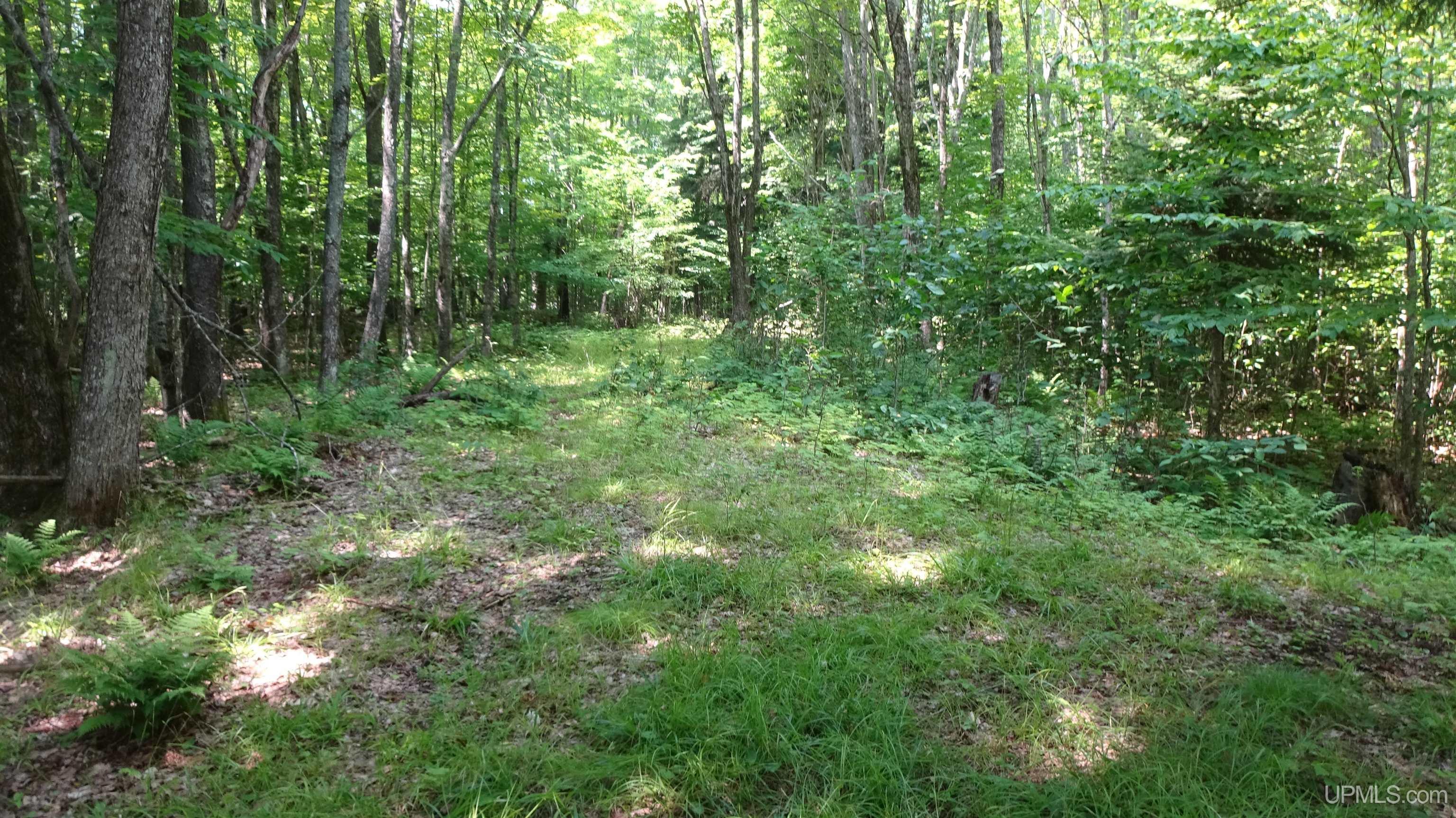 Tbd Autrain Forest Lake Road Au Train, MI 49806 - Photo 5 of 8