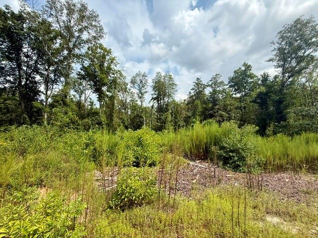 Tbd Martin Road Mount Hermon, LA 70450 - Photo 15 of 18 Gallery Image 15