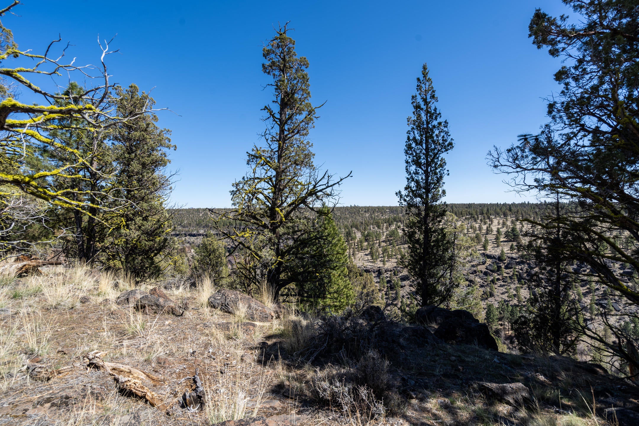 Lot 12 Mountain View Road Sisters, OR 97759 - Photo 4 of 29 2021_04_09_lot12_mountain_view_rd_sister
