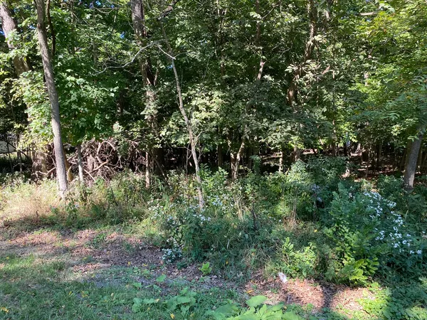 a view of a lush green forest