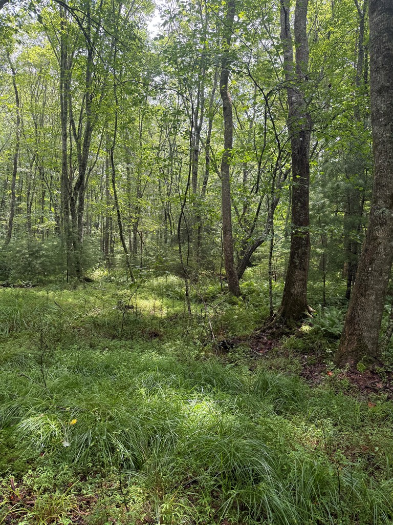 Tbd Pine Log Church Road Brasstown, NC 28902 - Photo 11 of 24
