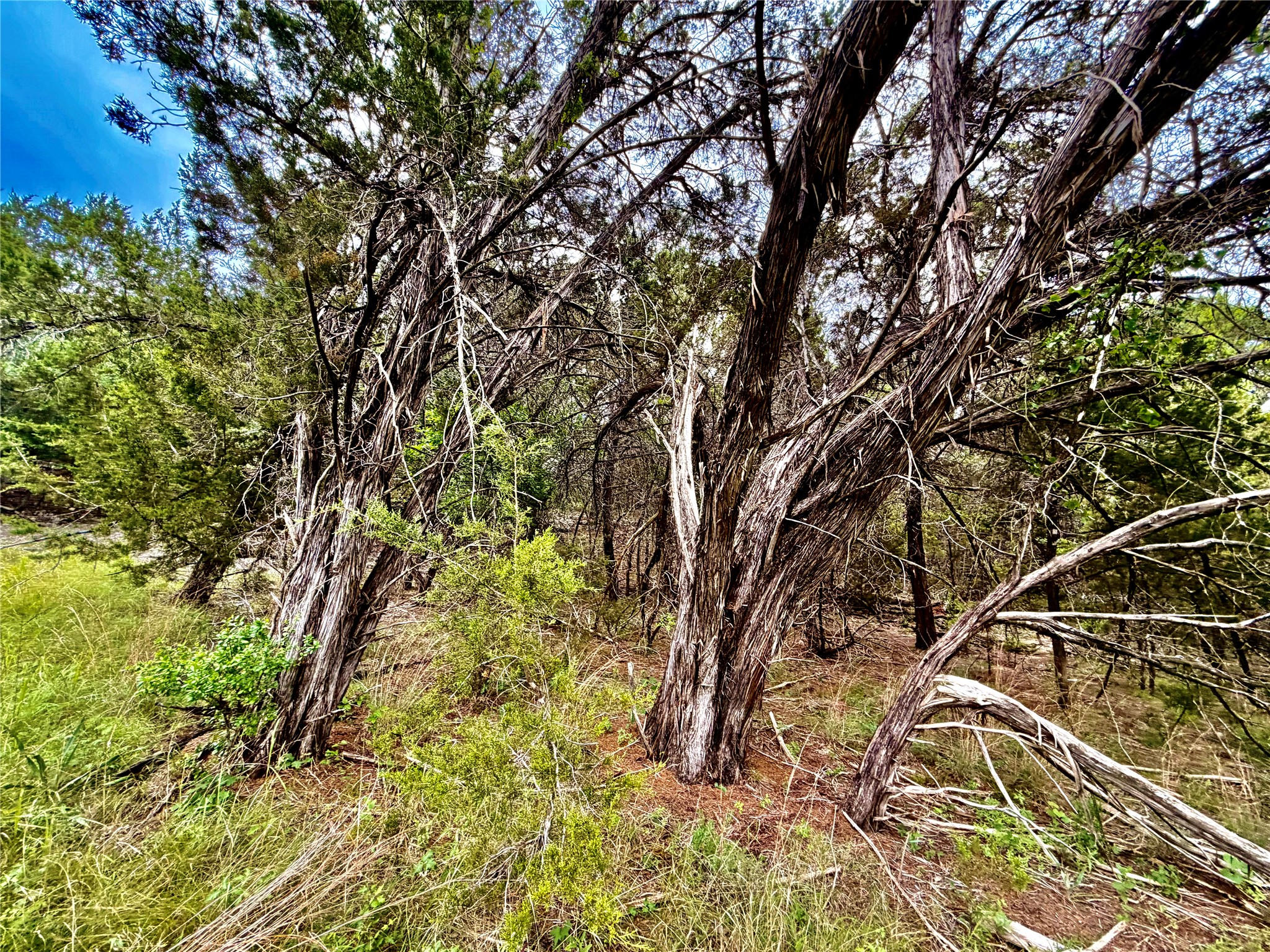 2017 County Road 222 Kempner, TX 76539 - Photo 13 of 16 Mature trees and natural foliage providing a private setting