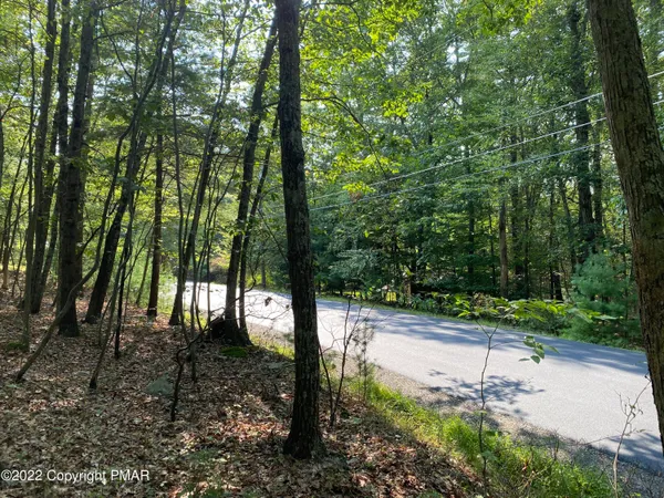 a view of a forest with trees