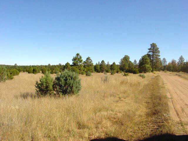 3196 North Bigler Road, Unit 10 Overgaard, AZ 85933 - Photo 3 of 3 Additional Photo