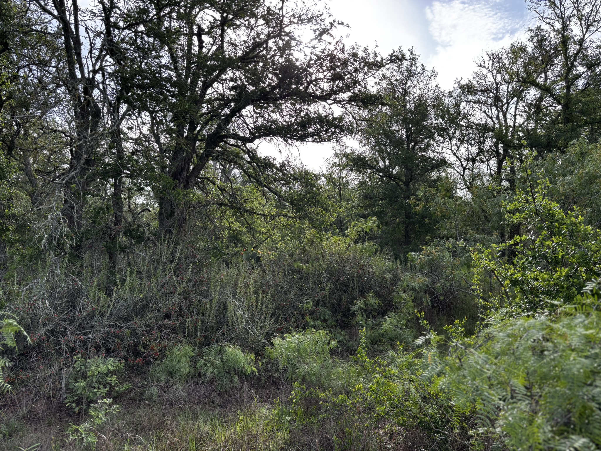 683 County Road 467 Elgin, TX 78621 - Photo 11 of 26 Densely wooded landscape featuring mature trees and varied undergrowth