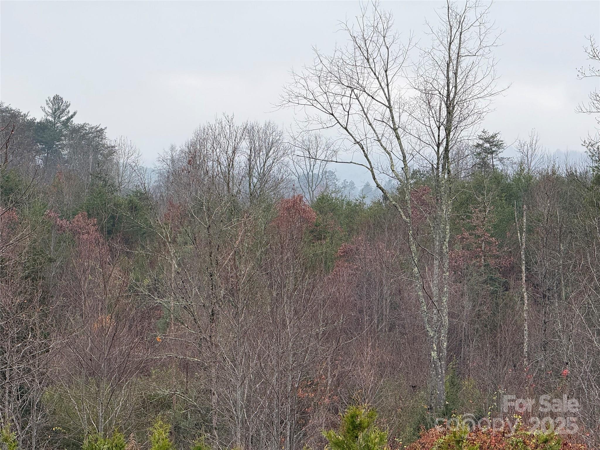 0 Oak Hill School Road Granite Falls, NC 28630 - Photo 2 of 8 a view of a forest with trees in the background