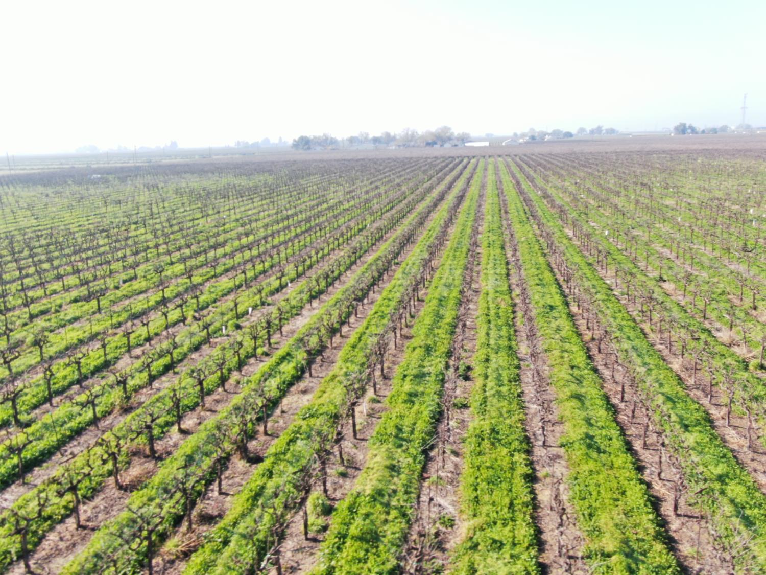 3409 West Woodbridge Road Lodi, CA 95242 - Photo 5 of 9