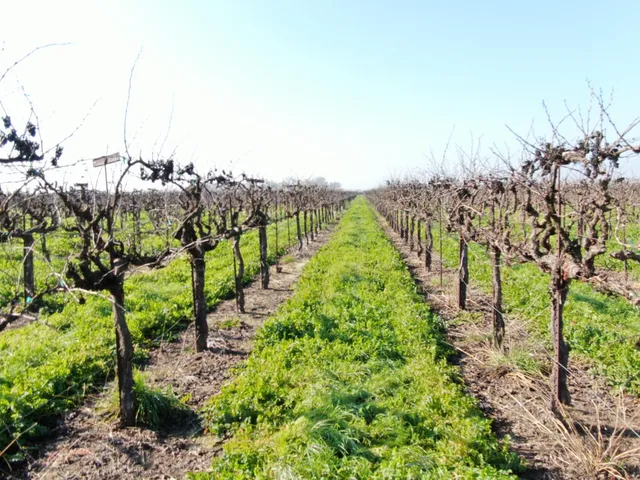 $900,000 | 3409 West Woodbridge Road, Lodi, CA 95242