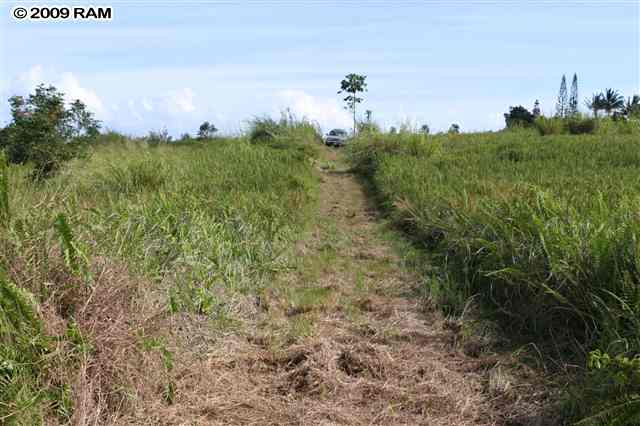 0 South Holokai Road, Unit LOT 4 Haiku, HI 96708 - Photo 8 of 10 a view of a bunch of trees and bushes