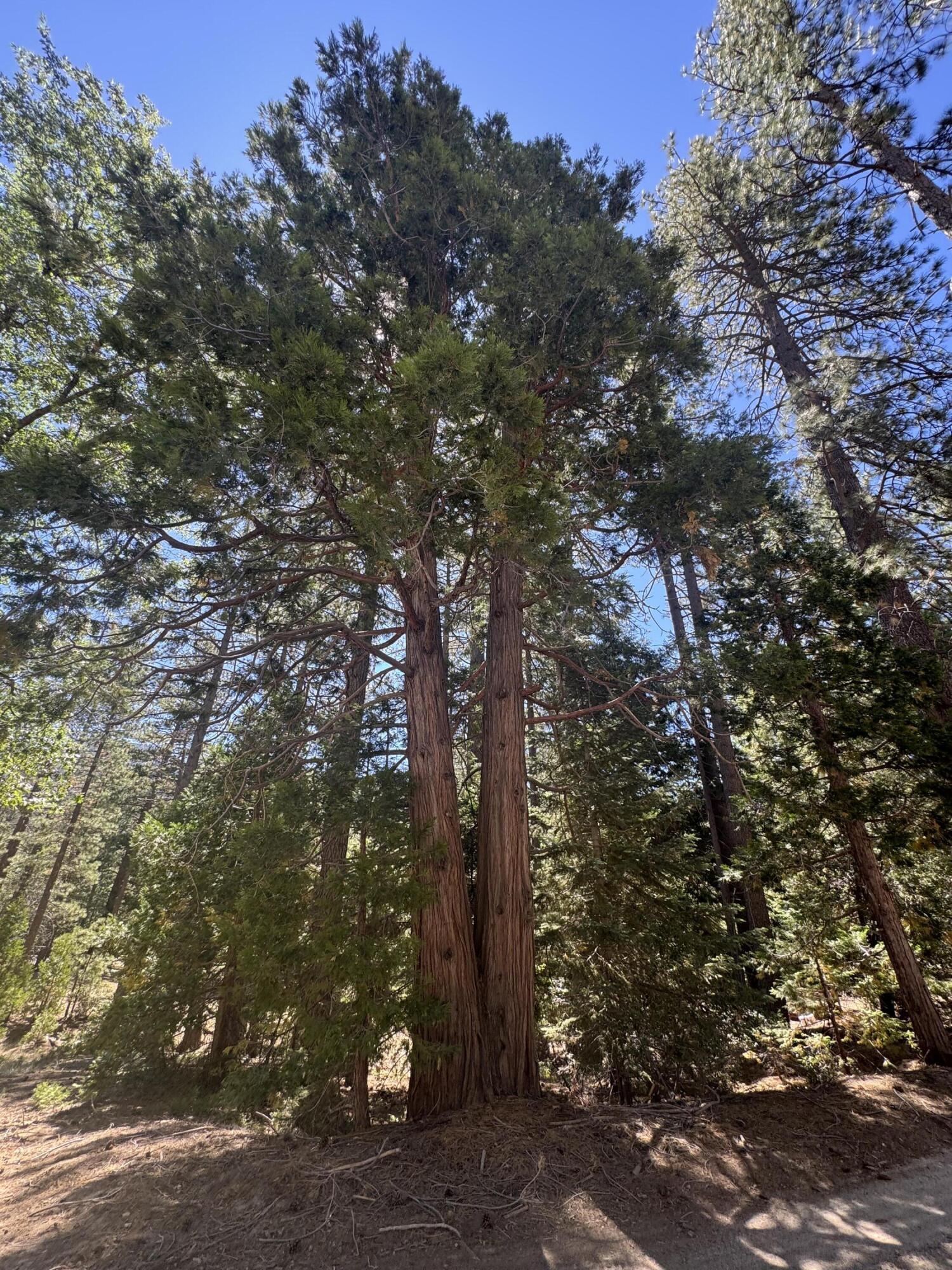52660 Forest Rte 4S02 Idyllwild, CA 92549 - Photo 70 of 88 IMG_9107