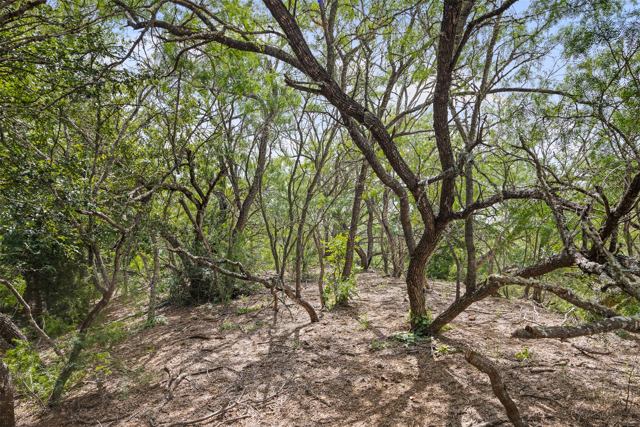 3315 Dry Creek Road Lockhart, TX 78644 - Photo 15 of 26 Discover a naturally wooded lot offering privacy and a tranquil setting for your future home.