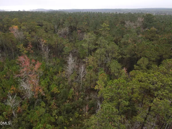 a view of a forest with trees in the background