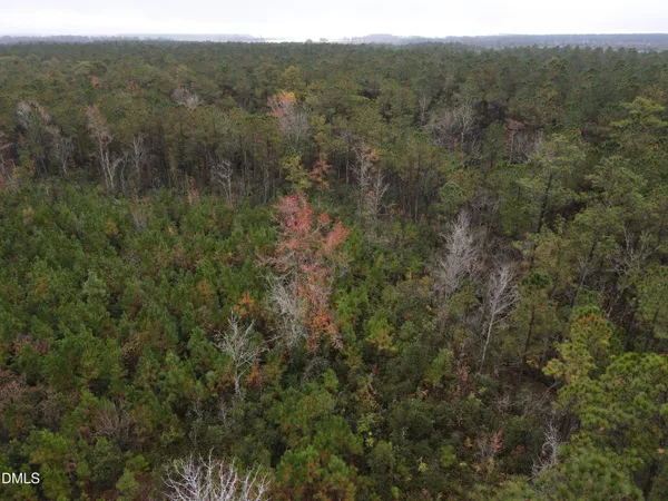 a view of a forest with trees in the background